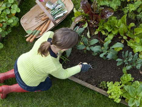 In the image, a woman with light brown hair tied back in a ponytail is kneeling on a well-maintained green lawn, engaged in gardening within a backyard or front garden space. She is wearing a lime-green sweater, dark jeans, red rubber boots, and black gardening gloves. She is tending to a raised wooden garden bed filled with dark, fertile soil, surrounded by various leafy green plants and vegetables, such as lettuce and possibly cabbage. The garden bed is bordered by wooden planks, creating a neat, defined area for planting. Nearby, there are gardening tools, including wooden-handled forks and trowels, placed on a small wooden tray. In the background, additional garden elements include a dense hedge or border of shrubs and small trees, contributing to the lush, natural setting. The weather appears to be overcast or partly cloudy, providing soft natural lighting that highlights the fresh greenery and the gardener’s activity, aligned with landscaping and outdoor maintenance services in the Kenton area, as referenced on the Kenton Gardening Services website.